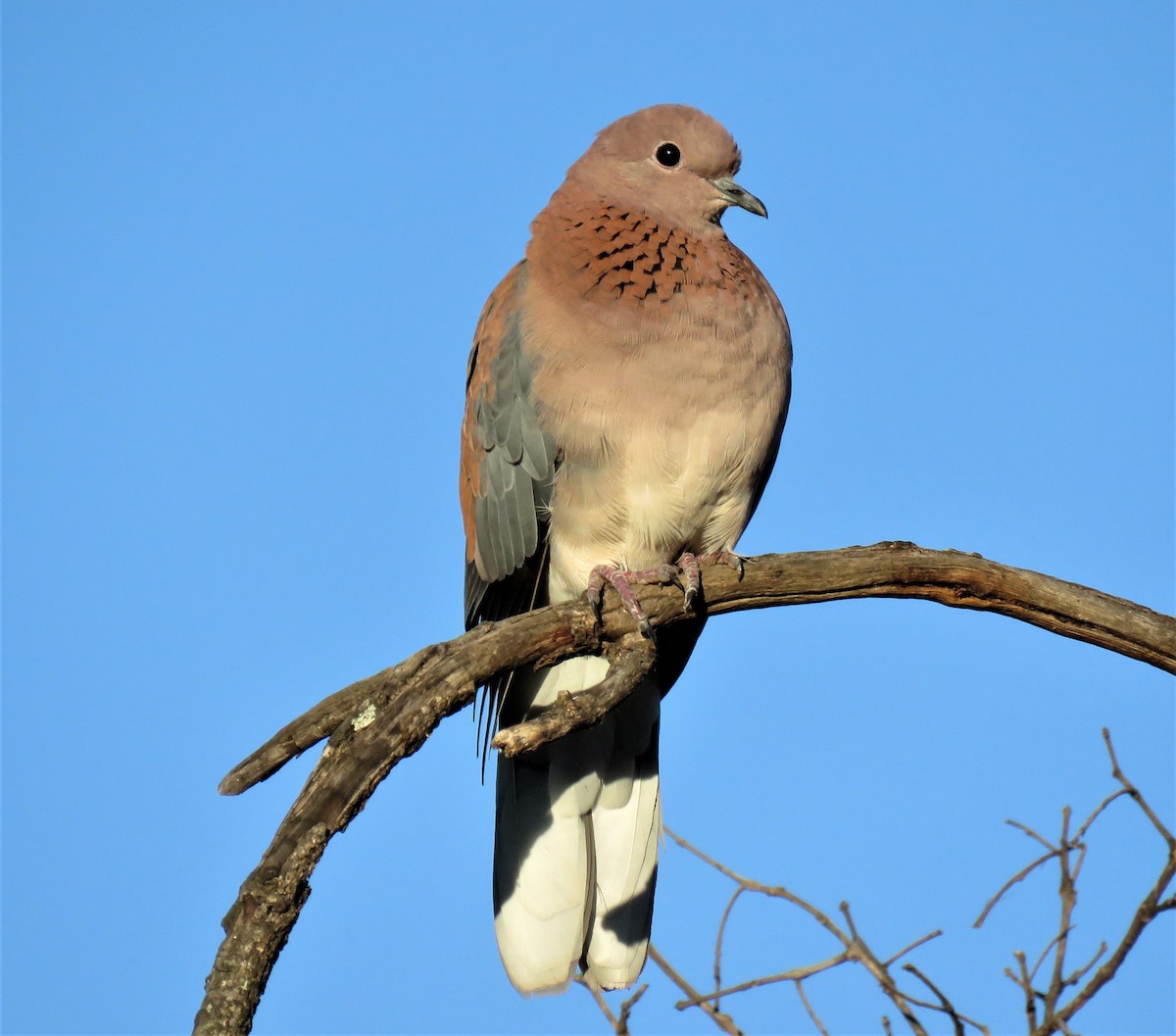 Laughing Dove - Becky Turley