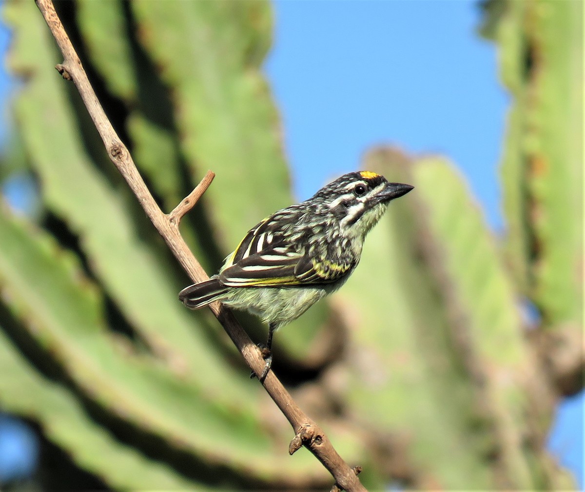 Yellow-fronted Tinkerbird - Becky Turley