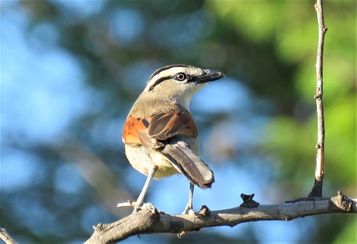 Black-crowned Tchagra - Becky Turley