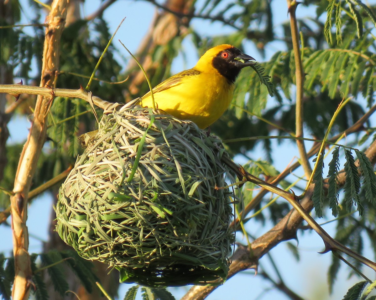 Southern Masked-Weaver - Becky Turley