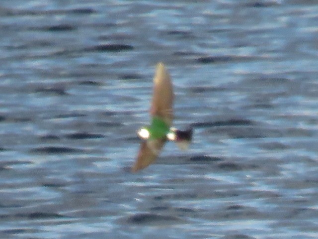 Violet-green Swallow - ML150774091