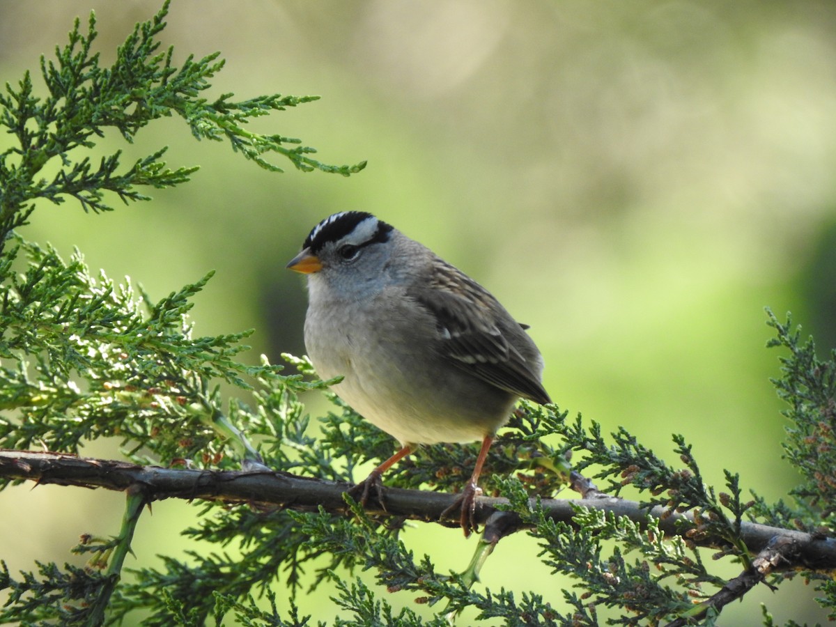 White-crowned Sparrow - David Robinson