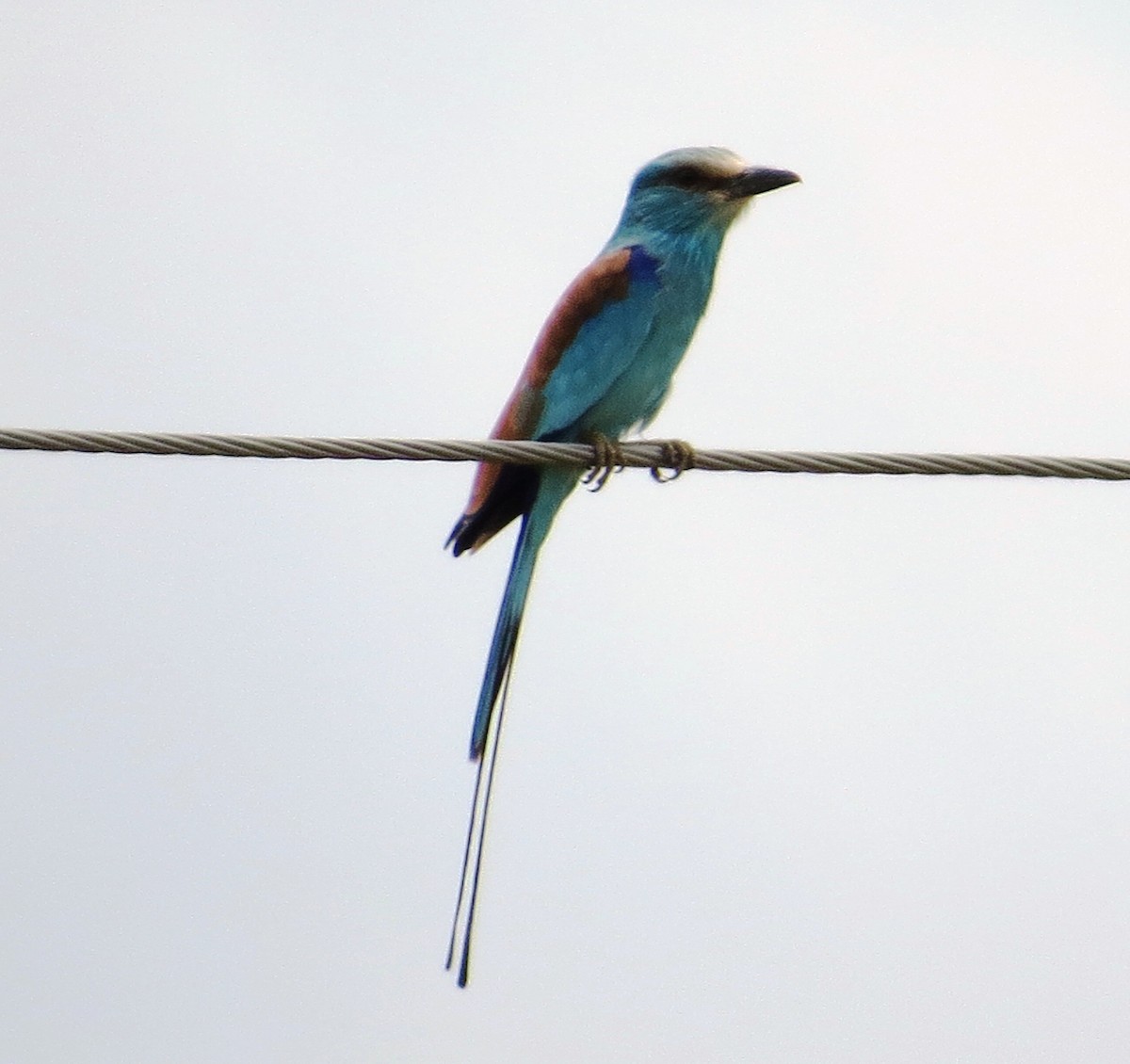Abyssinian Roller - Todd Pepper
