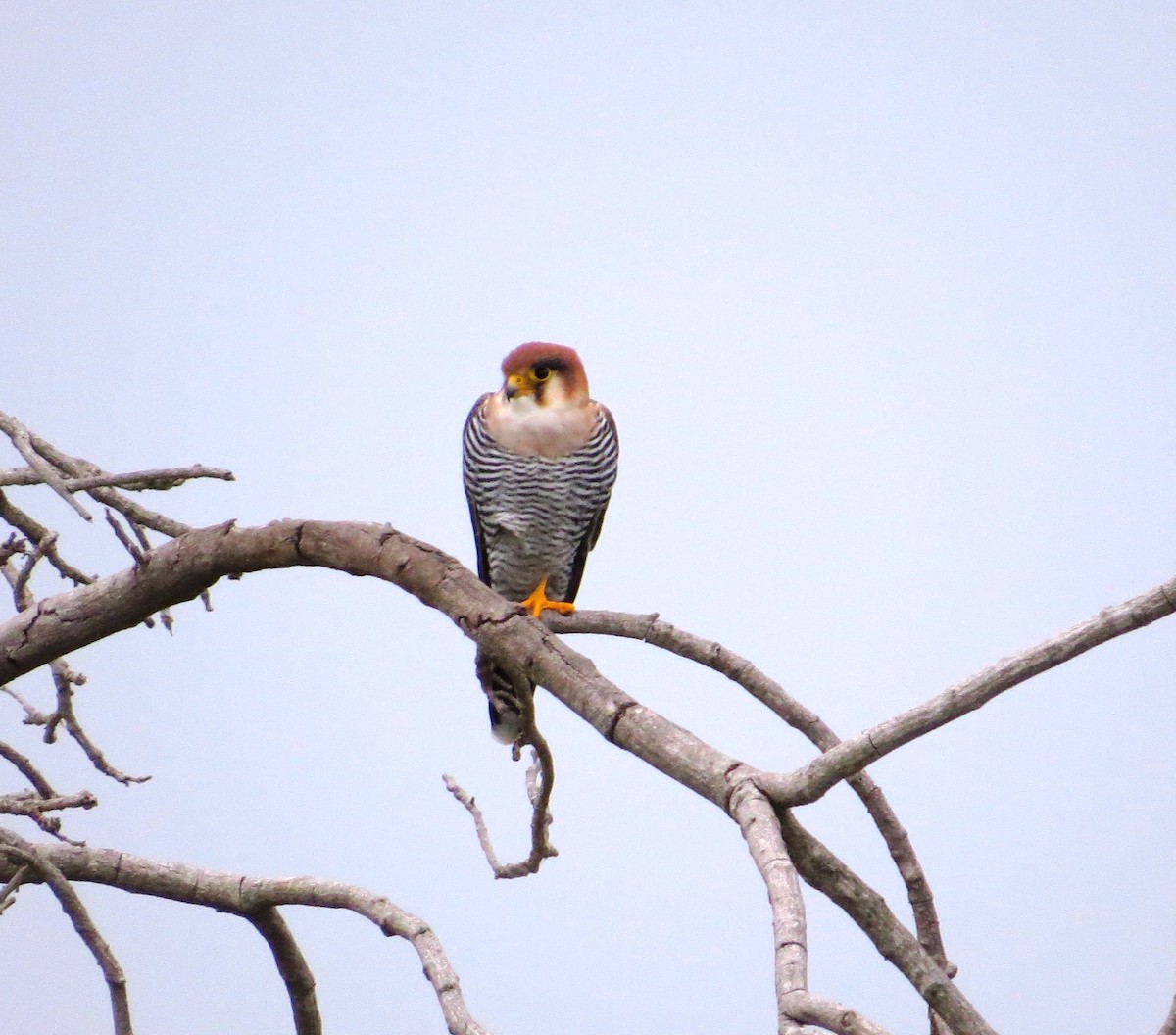 Red-necked Falcon - Todd Pepper