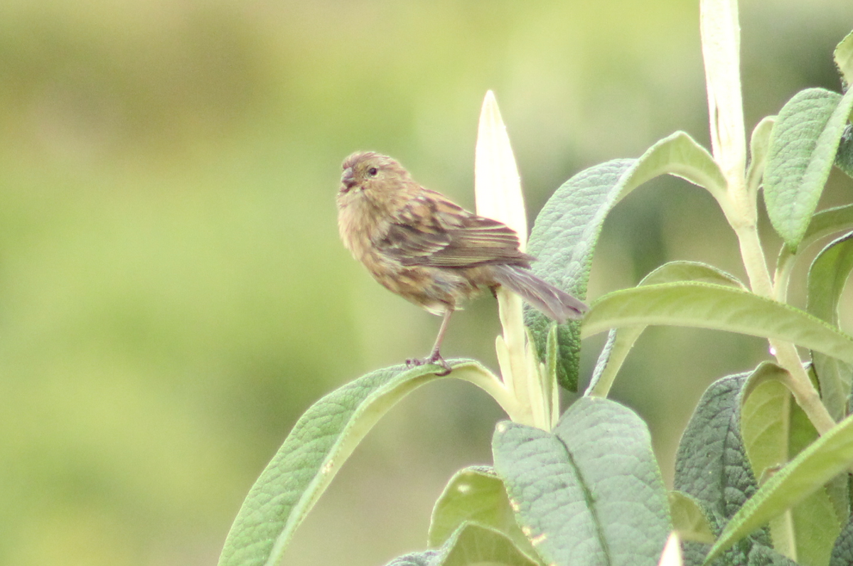 Plain-colored Seedeater - ML150780611