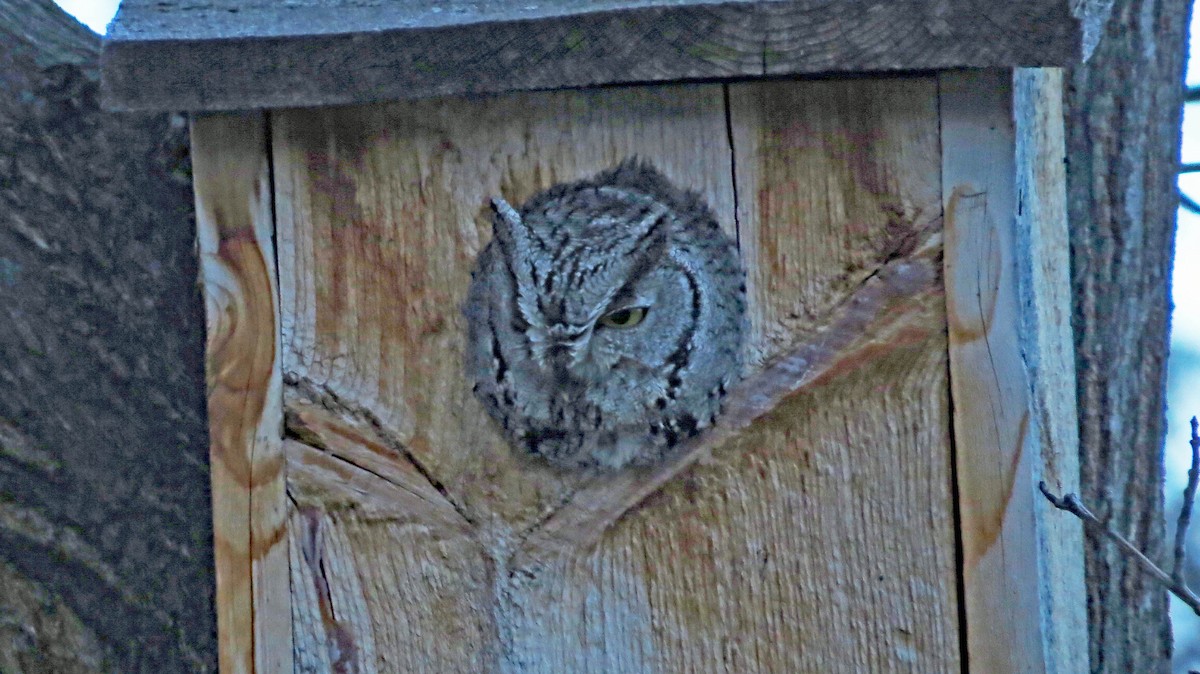 Western Screech-Owl - Nic Korte