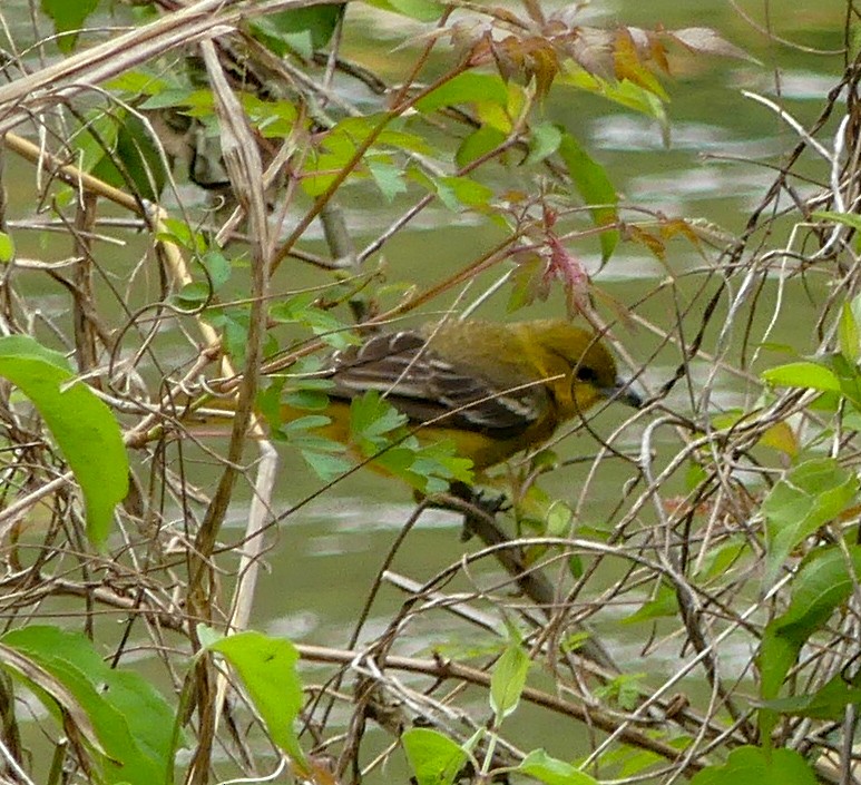 Orchard Oriole - ML150781581