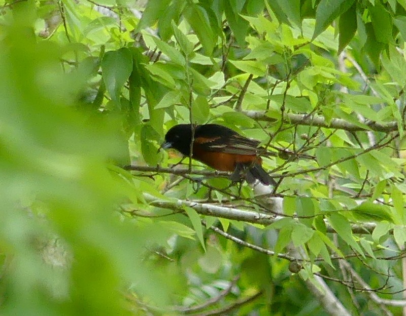 Orchard Oriole - ML150781801