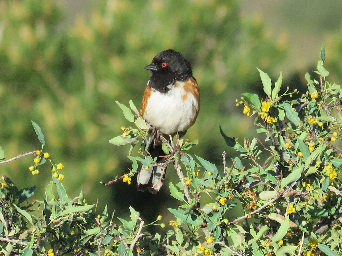 Spotted Towhee - ML150781921