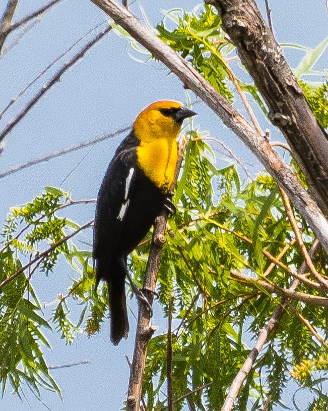 Yellow-headed Blackbird - Ray Steelman