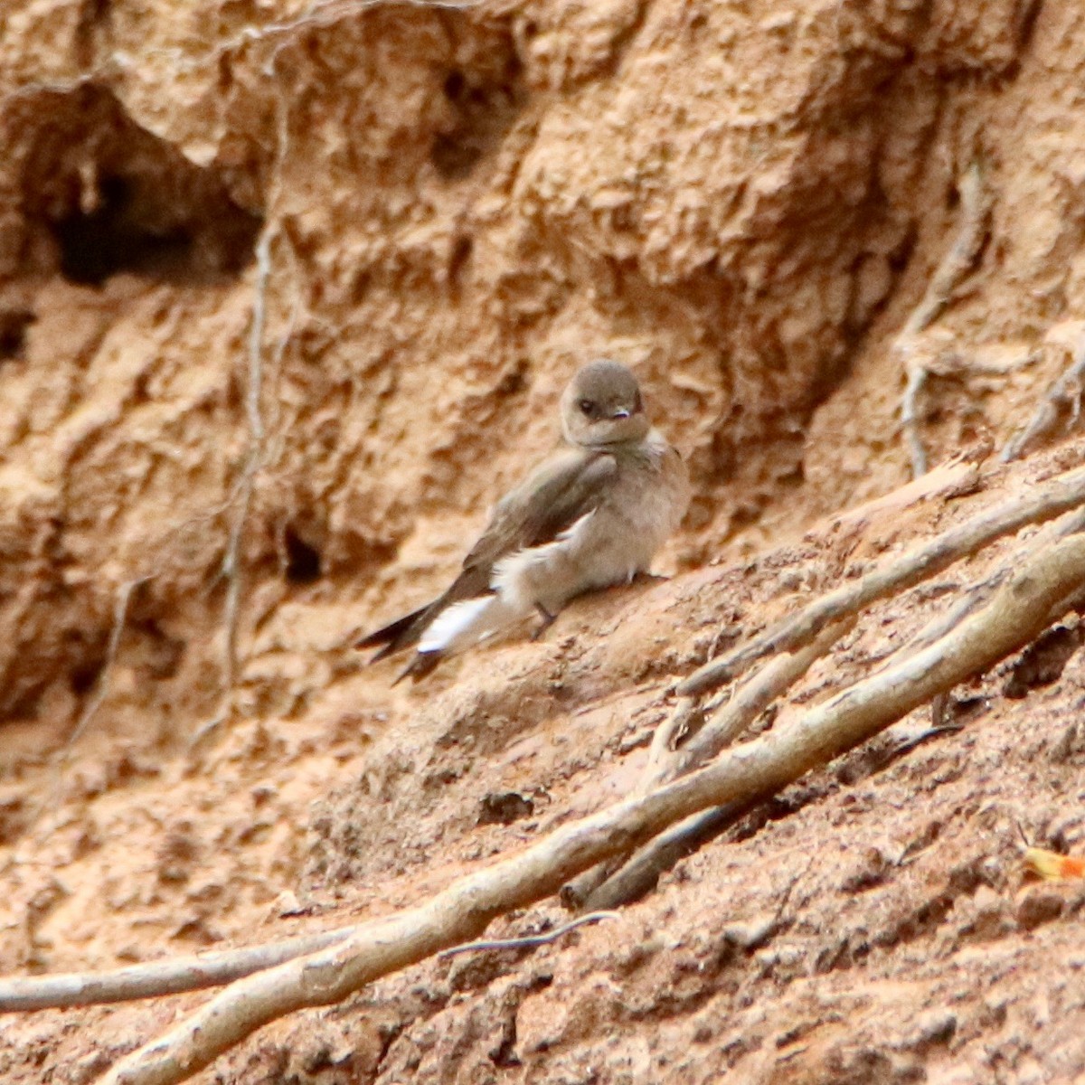 Northern Rough-winged Swallow - John Girard