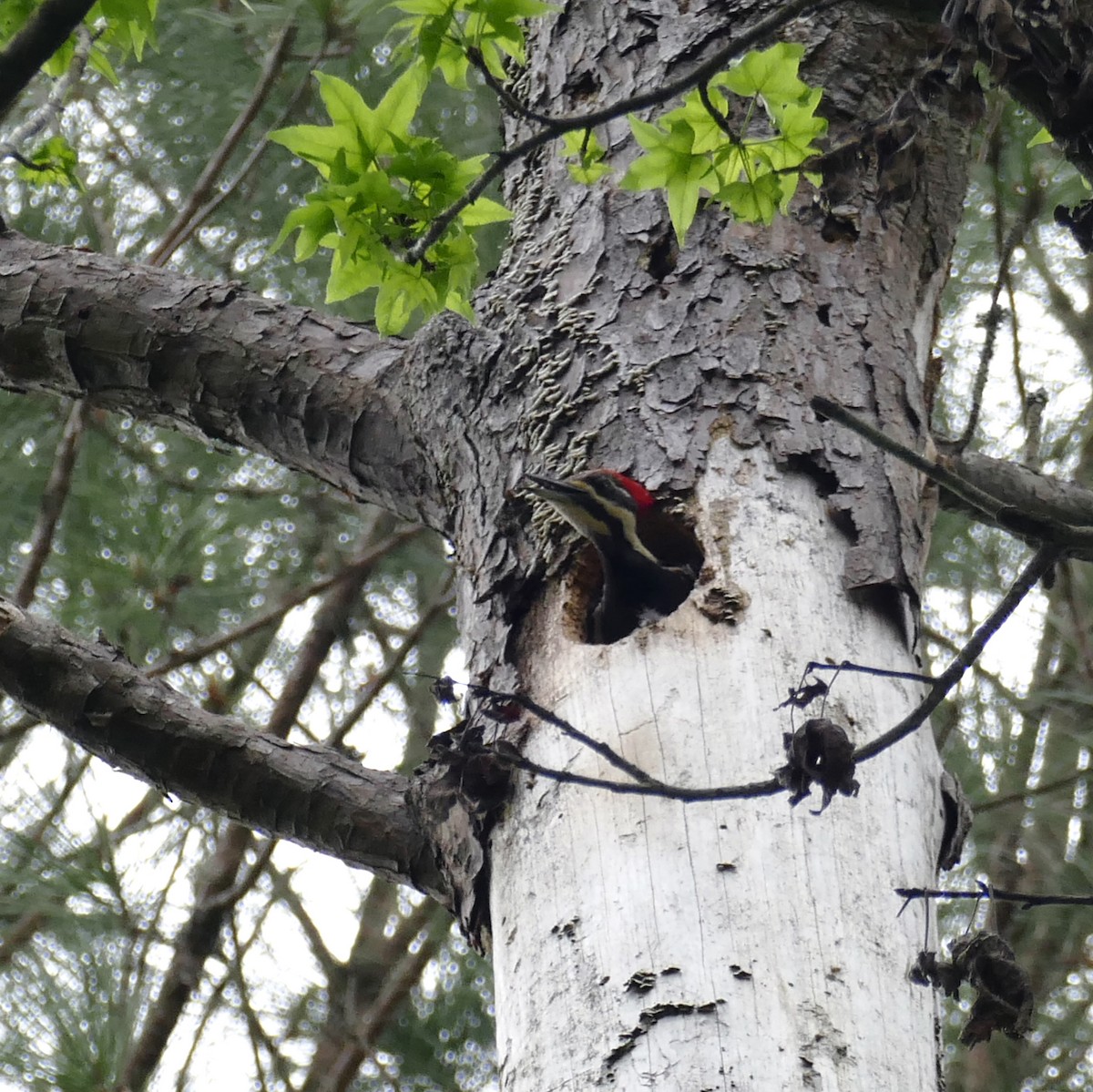 Pileated Woodpecker - jerry amerson