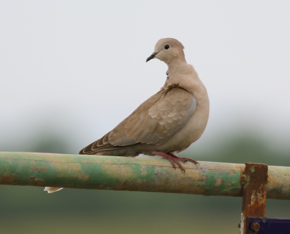 Eurasian Collared-Dove - Jason Leifester