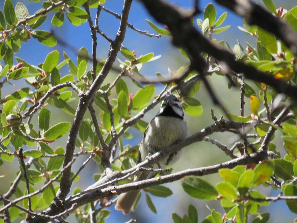 Bridled Titmouse - Anne (Webster) Leight