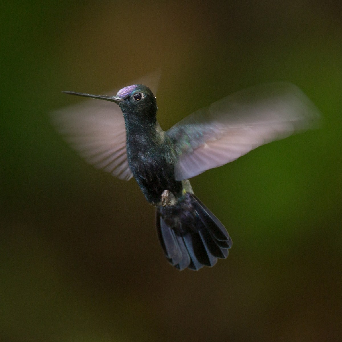 kolibřík modročelý - ML150792561