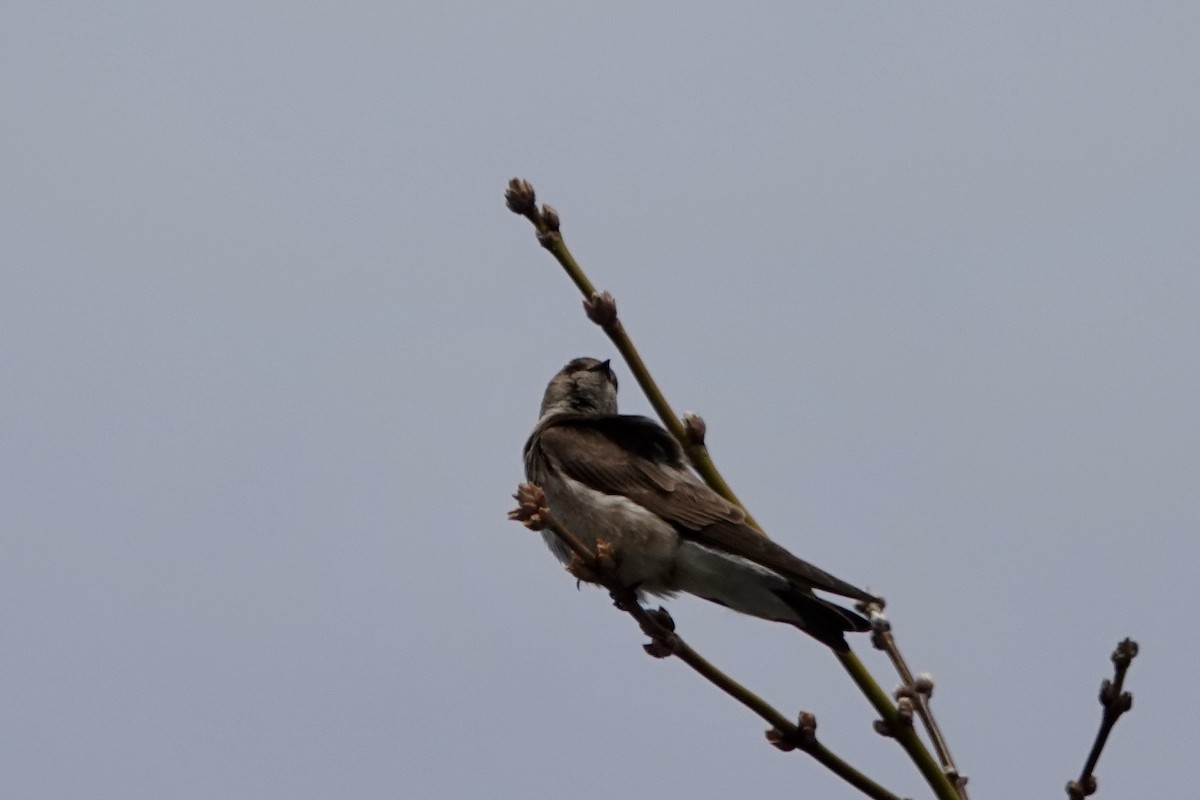 Northern Rough-winged Swallow - ML150793871