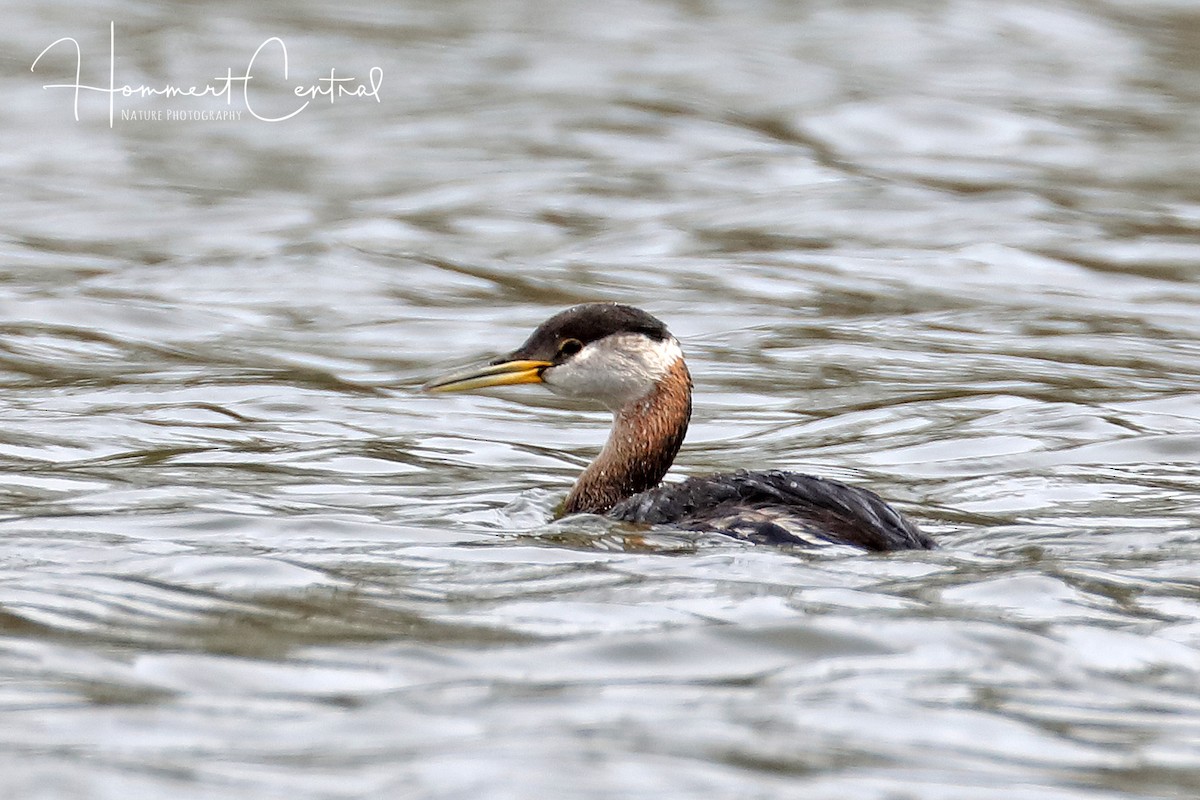 Red-necked Grebe - ML150795291