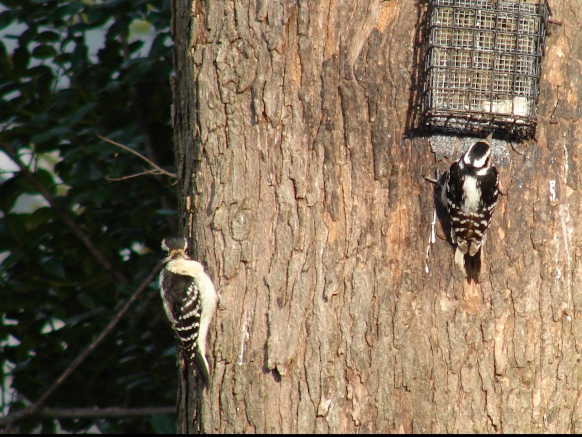 Hairy Woodpecker (Eastern) - James Nelson