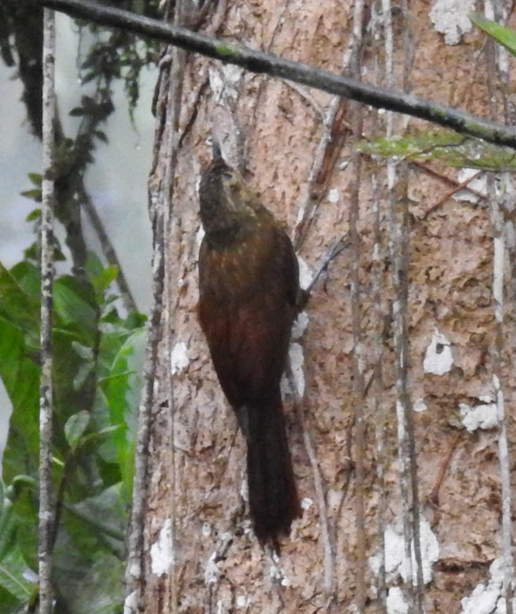 Spotted Woodcreeper - ML150797831