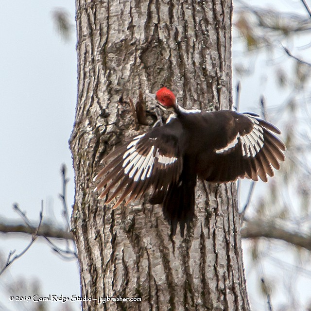 Pileated Woodpecker - ML150797841