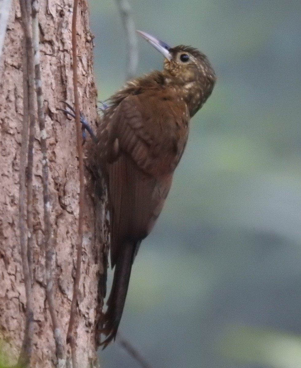 Spotted Woodcreeper - ML150797871