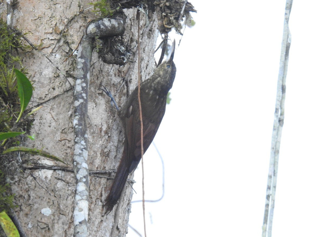 Spotted Woodcreeper - ML150797931
