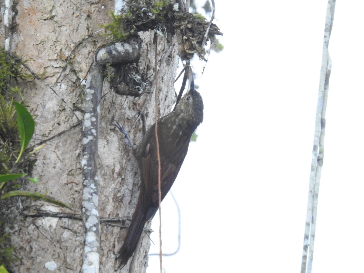 Spotted Woodcreeper - ML150797951