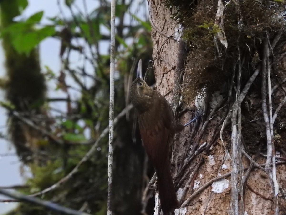 Spotted Woodcreeper - ML150797961