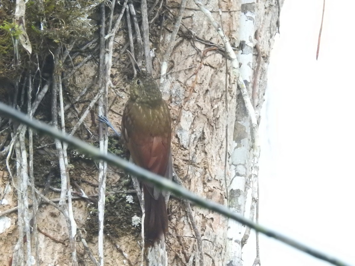 Spotted Woodcreeper - ML150797971