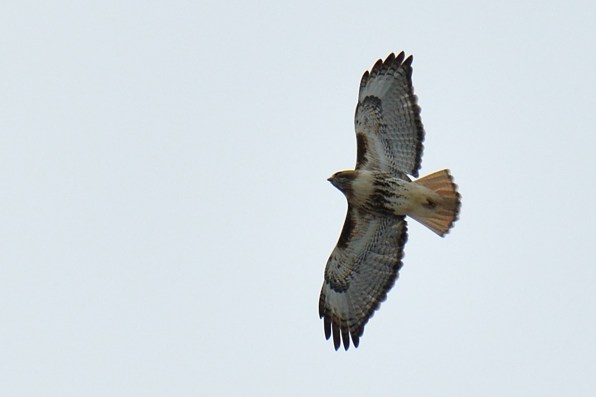 Red-tailed Hawk - Yves Darveau