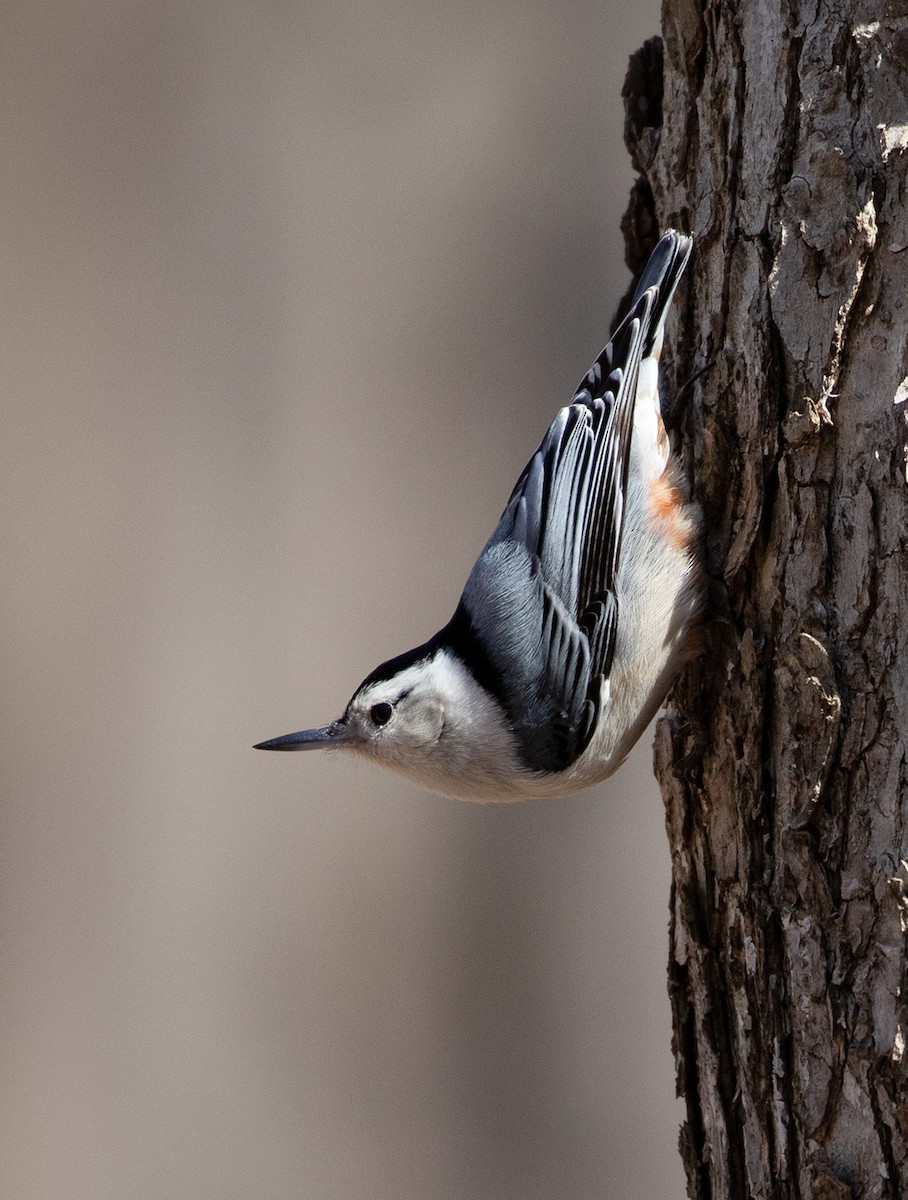 White-breasted Nuthatch - Suzanne Labbé