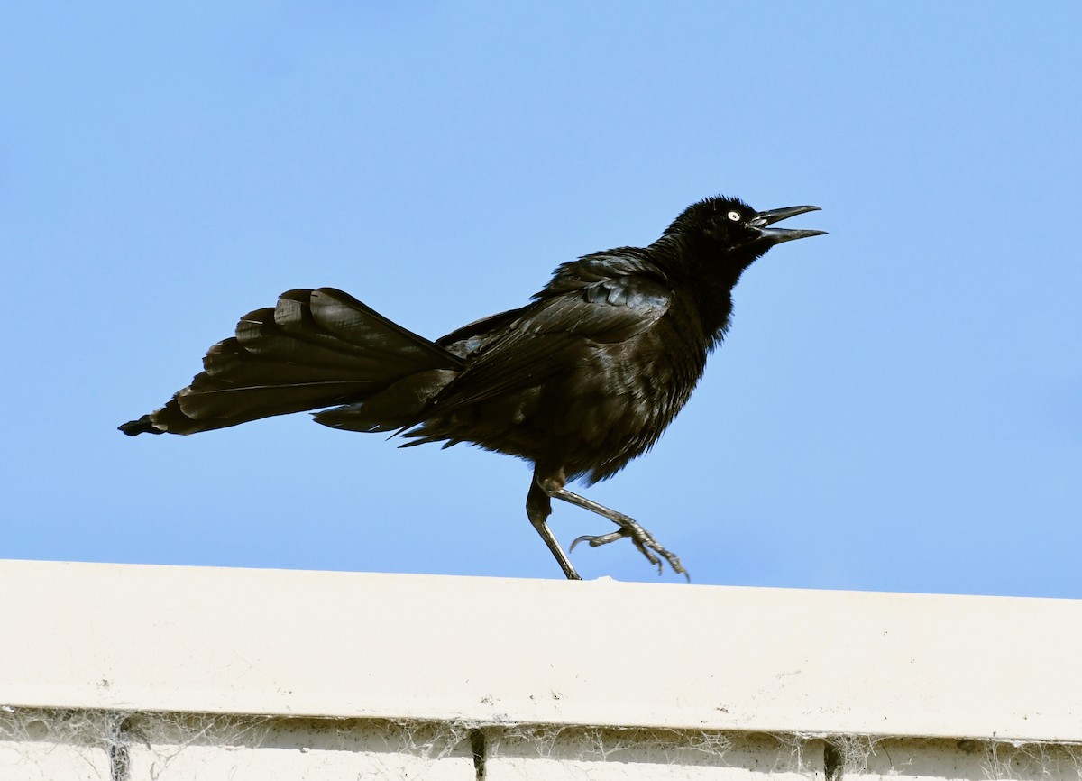Great-tailed Grackle - ML150802881