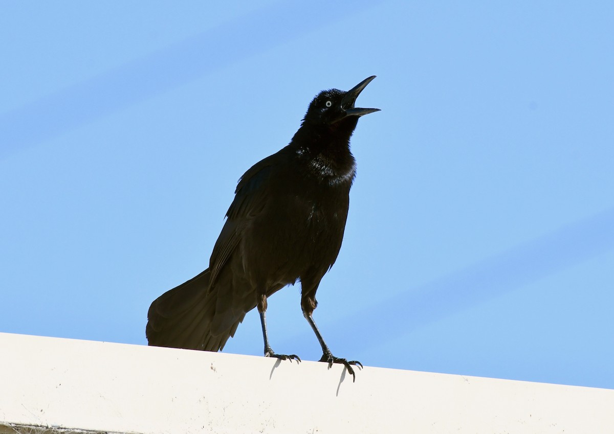 Great-tailed Grackle - ML150802901