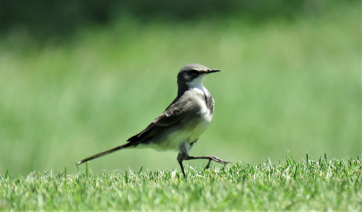 Cape Wagtail - ML150804921