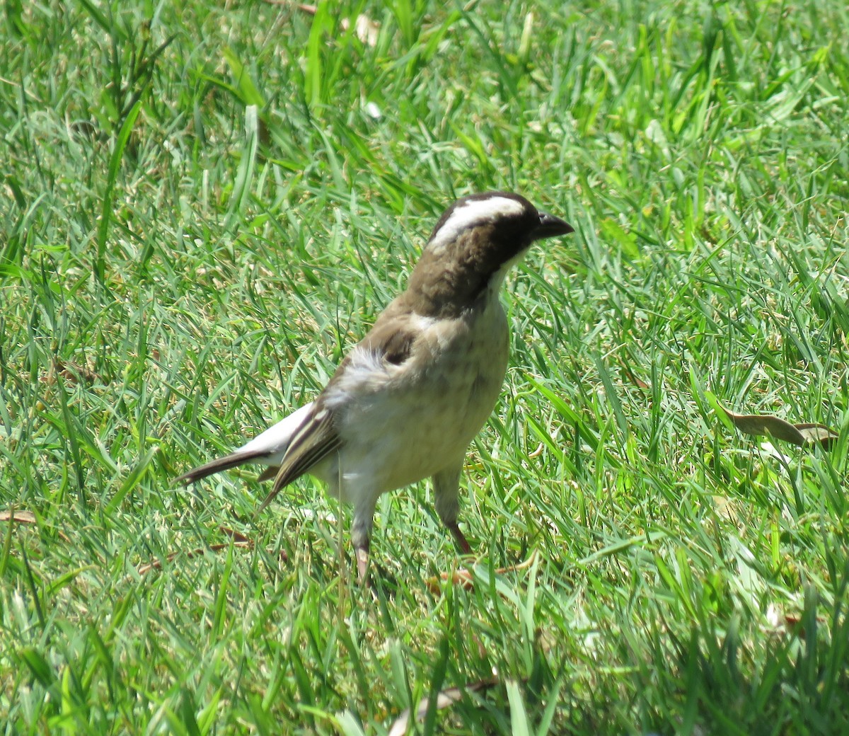 White-browed Sparrow-Weaver - ML150805381