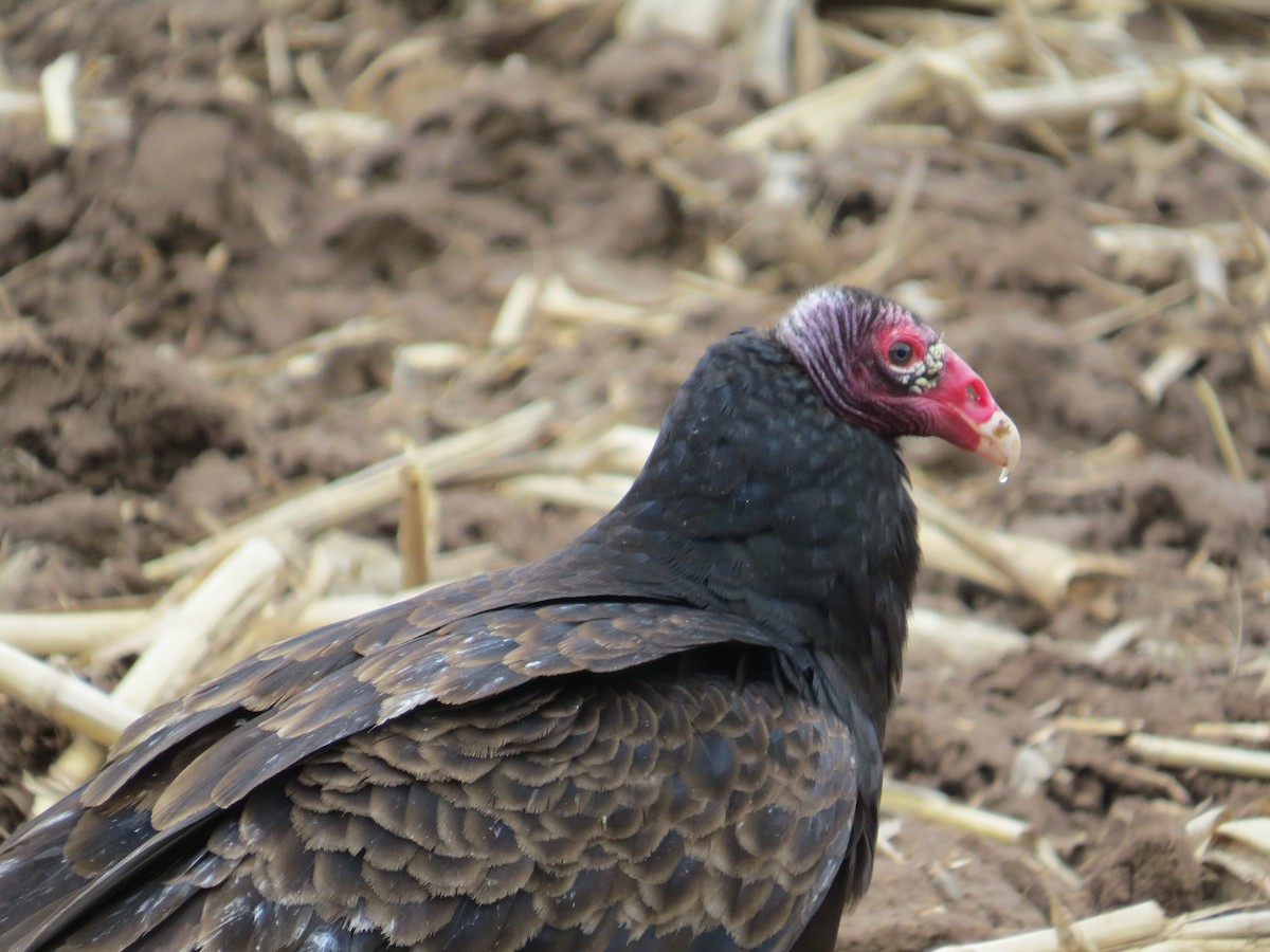 Turkey Vulture - Jim Frank