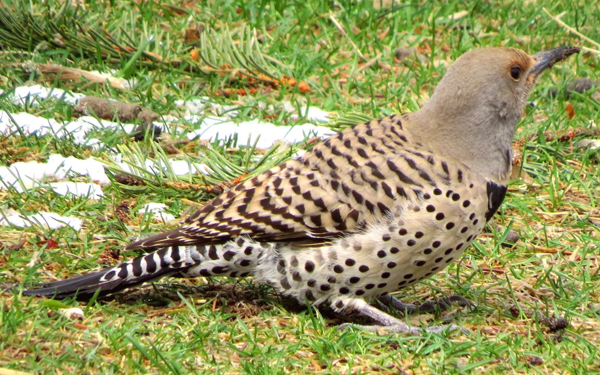 Northern Flicker (Red-shafted) - ML150808931