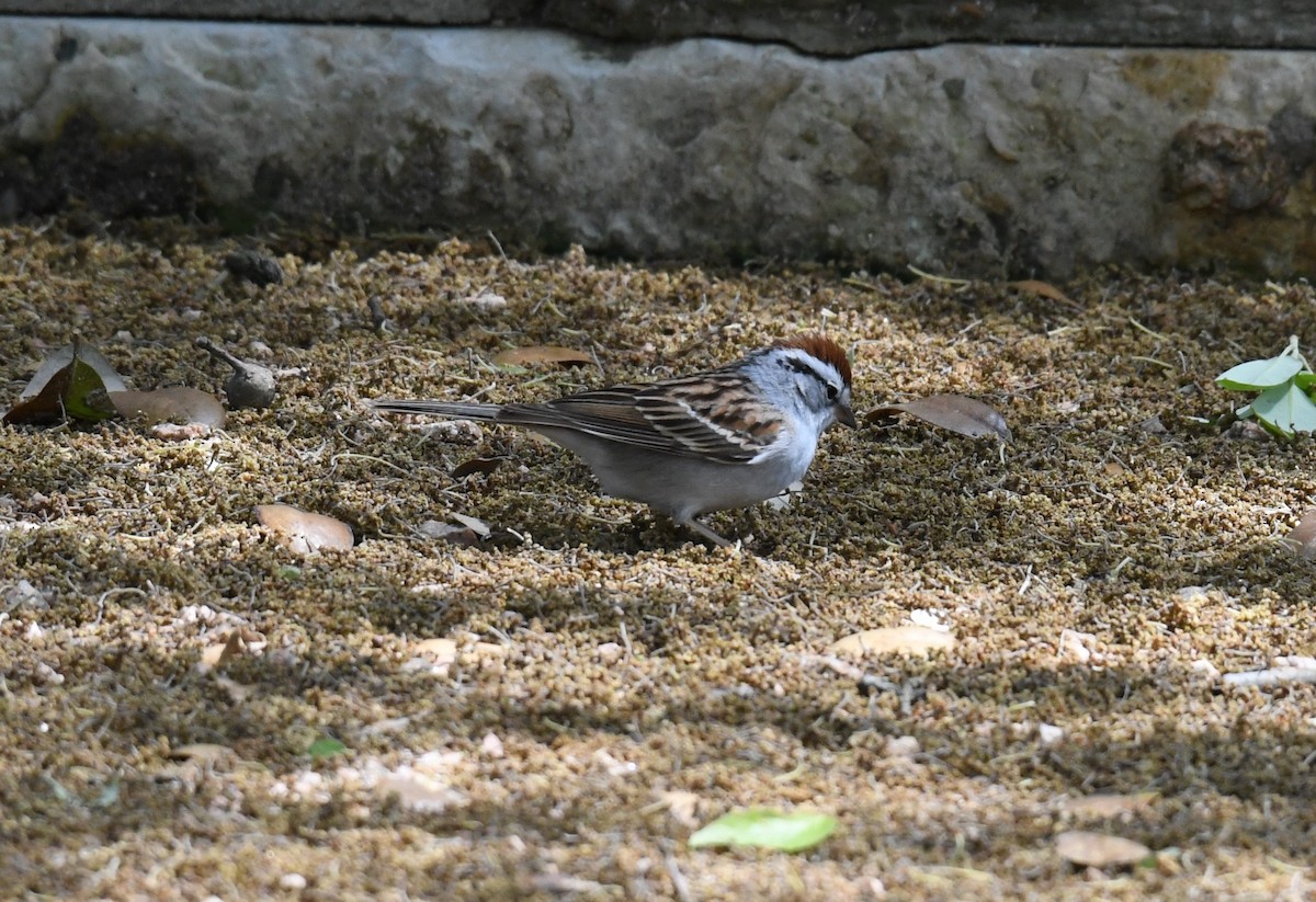 Chipping Sparrow - Lance Felber