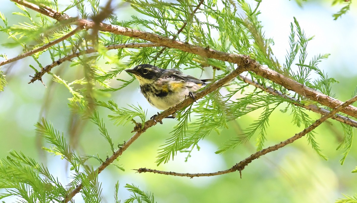 Yellow-rumped Warbler (Myrtle) - Lance Felber