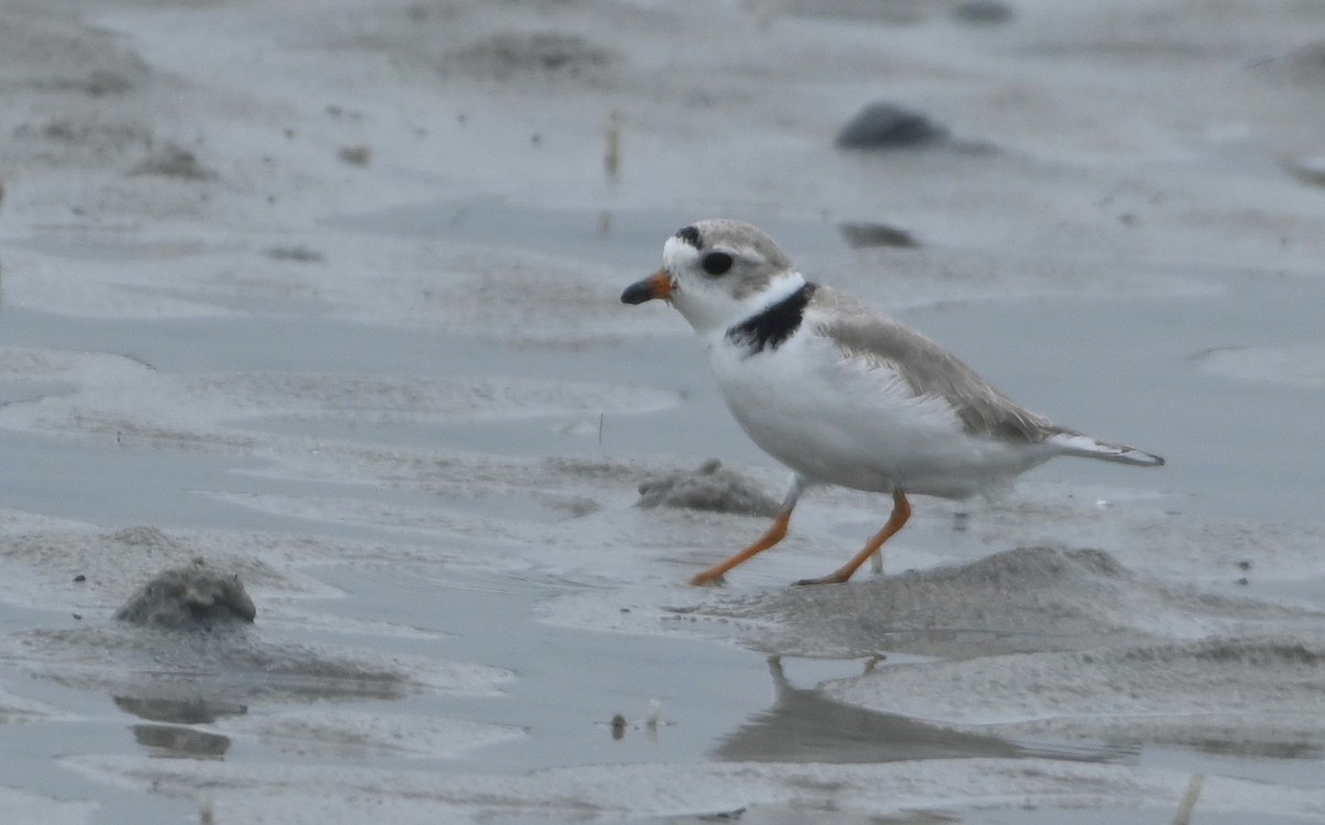 Piping Plover - ML150810581