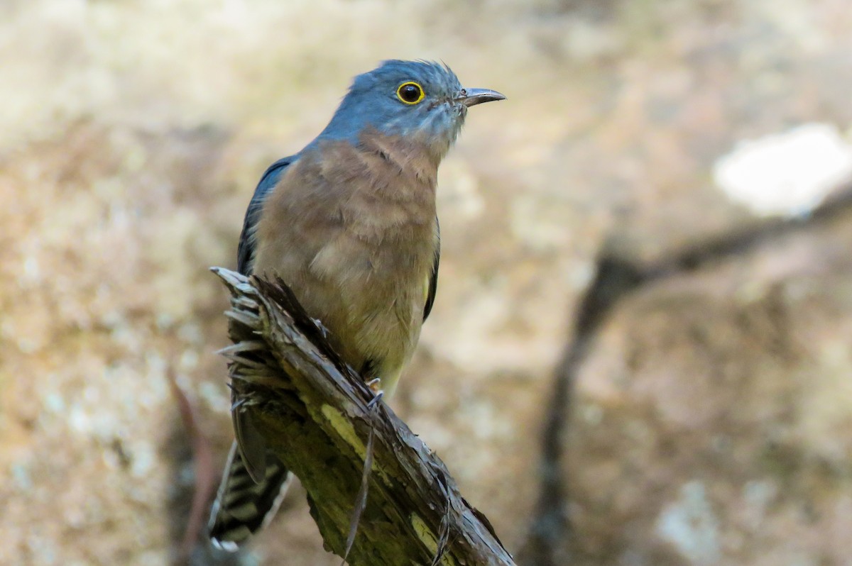 Fan-tailed Cuckoo - Kent Warner