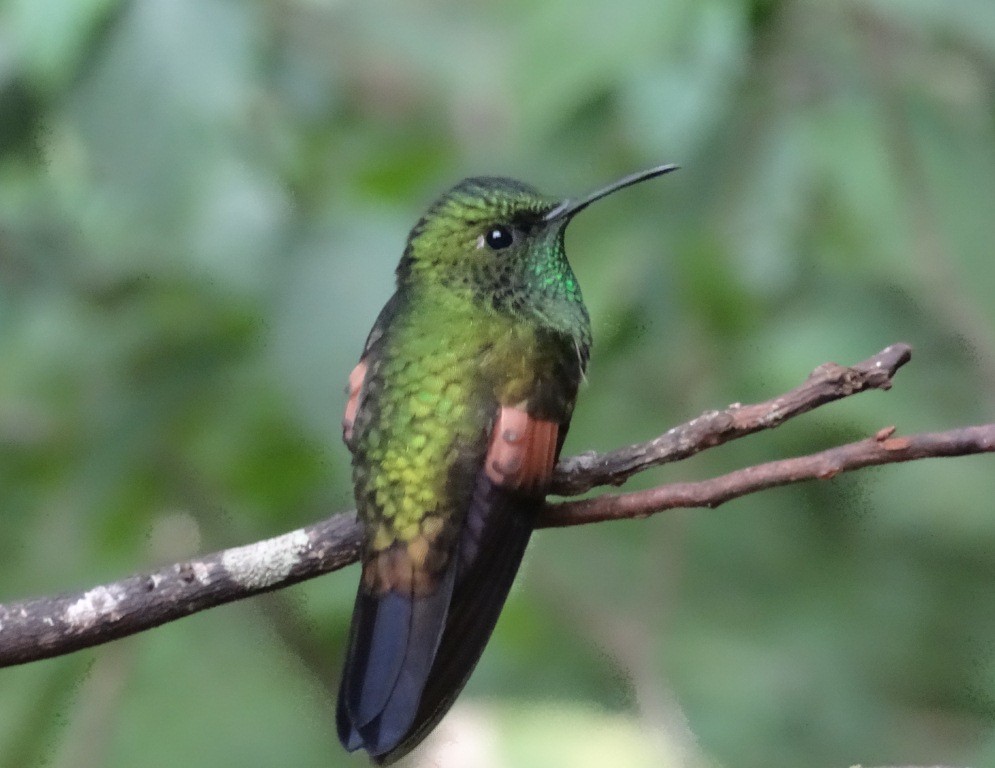 Stripe-tailed Hummingbird - David StClair