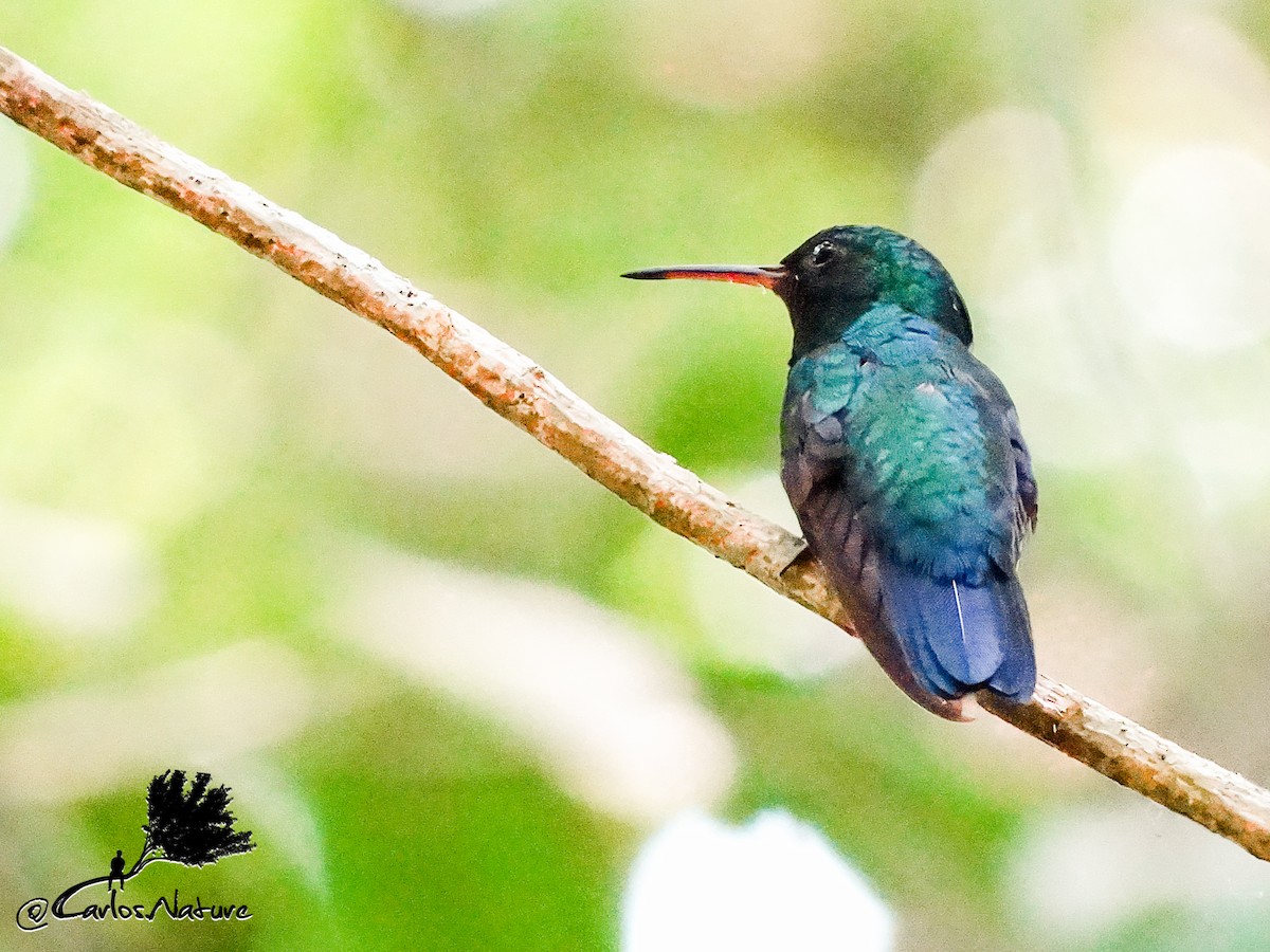 Blue-chinned Sapphire - Anonymous