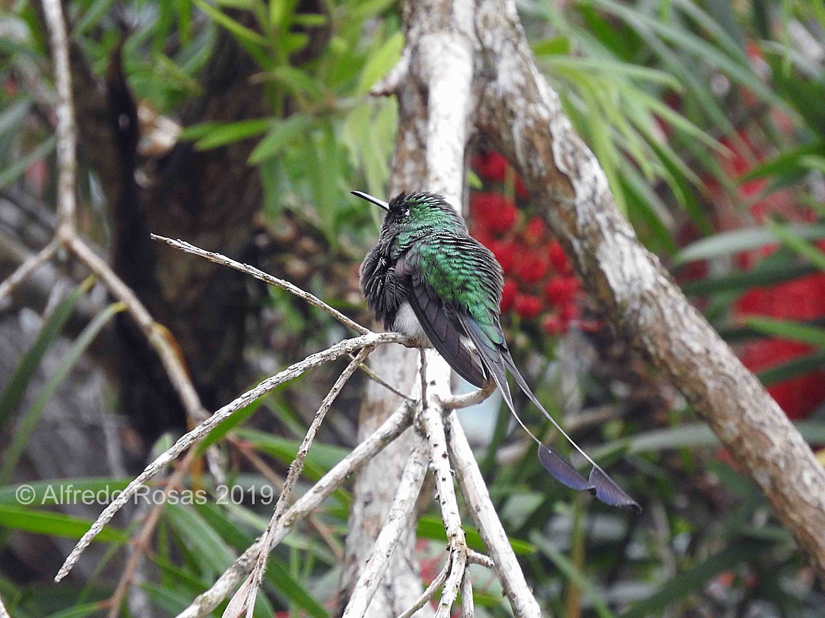 White-booted Racket-tail - ML150813411