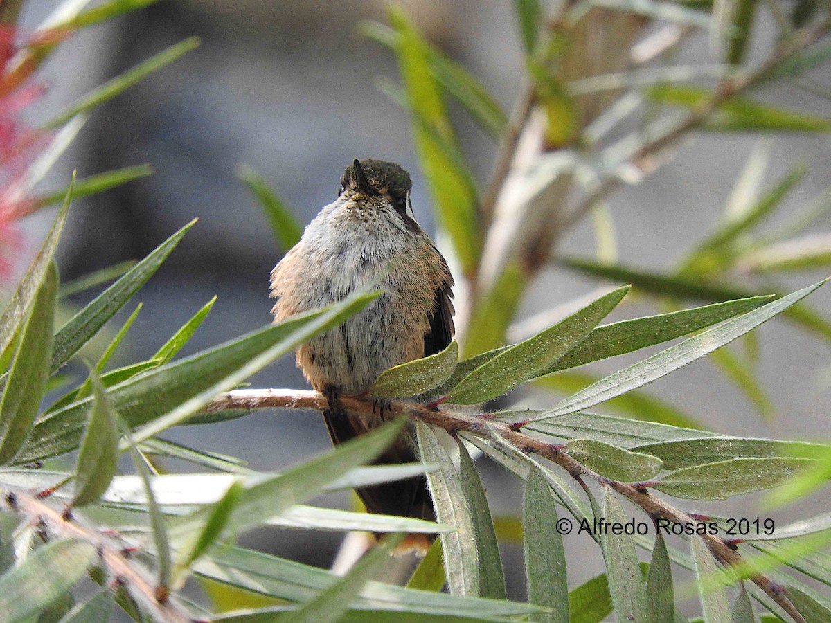 Speckled Hummingbird - ML150813521