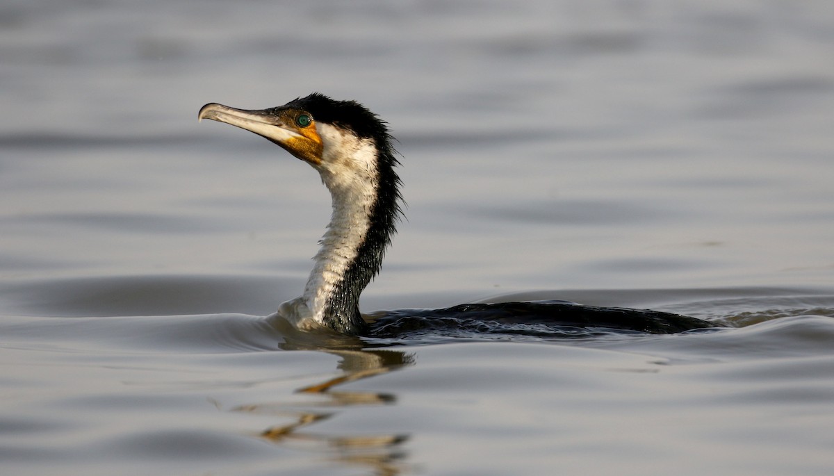 Great Cormorant (White-breasted) - ML150816151