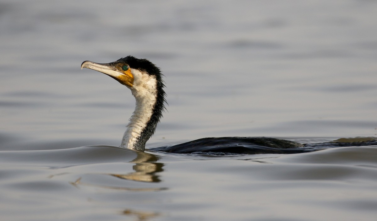 Great Cormorant (White-breasted) - ML150816161