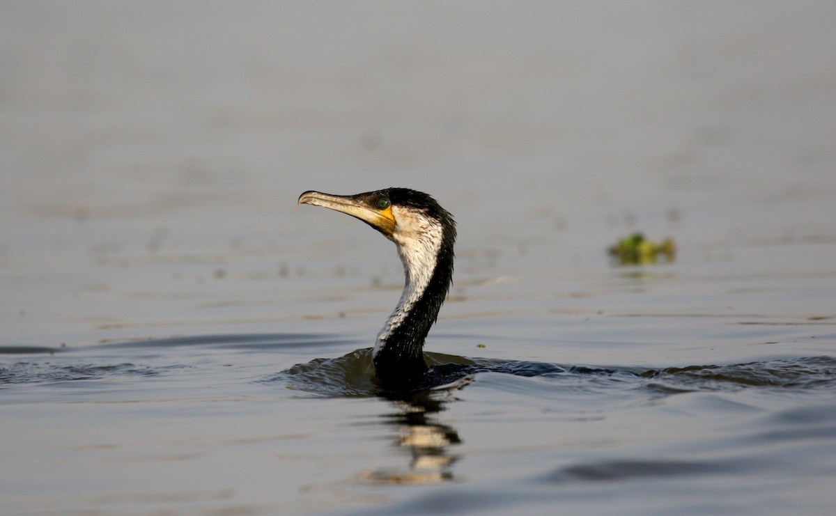 Great Cormorant (White-breasted) - ML150816201