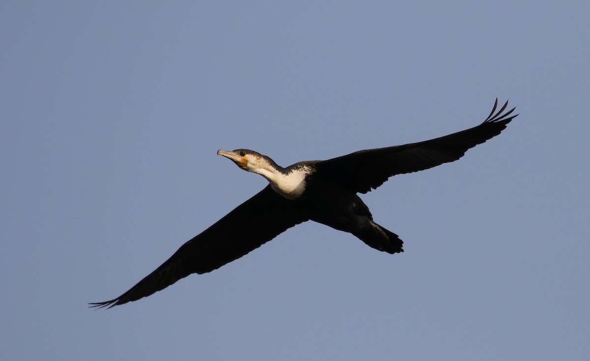 Great Cormorant (White-breasted) - ML150816221