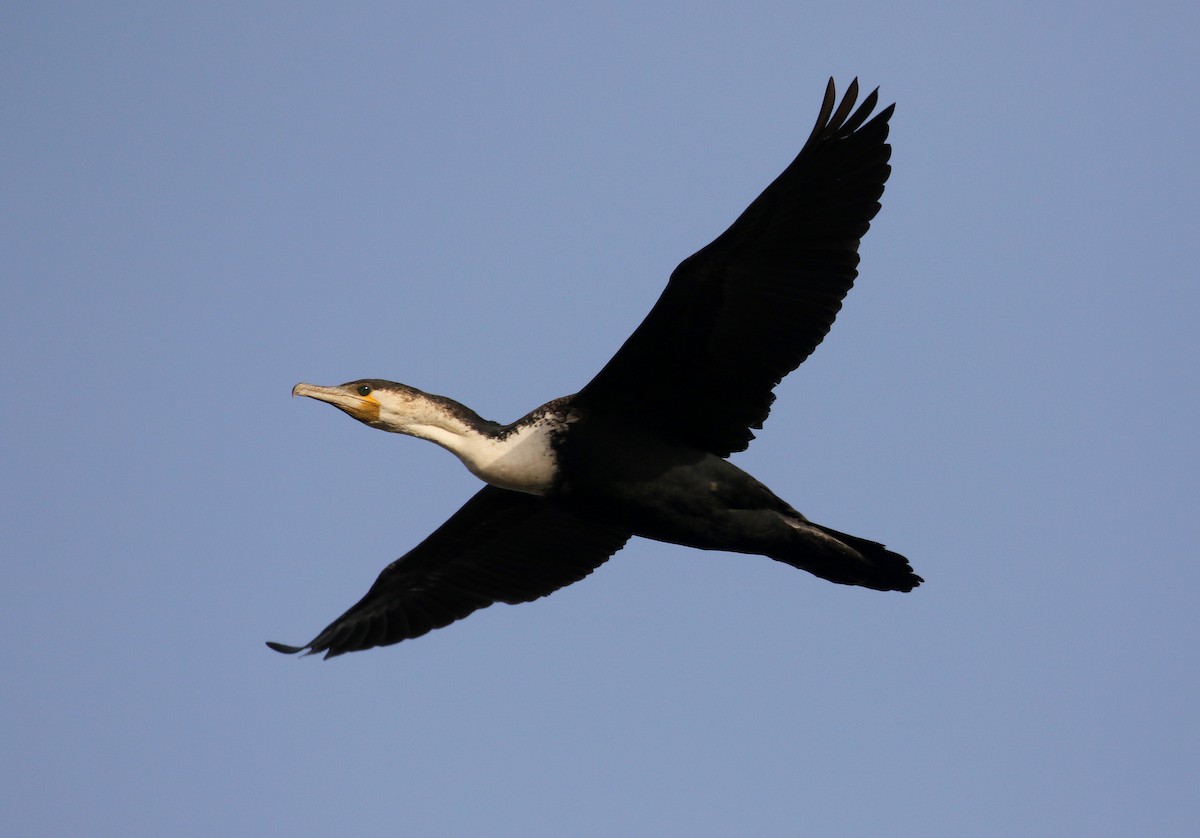 Great Cormorant (White-breasted) - ML150816261